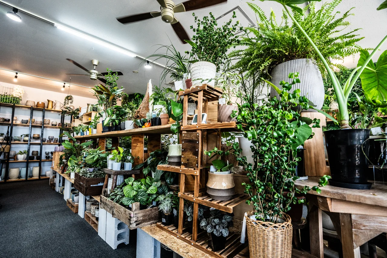 さまざまな大きさの観葉植物が並ぶ店内の売り場